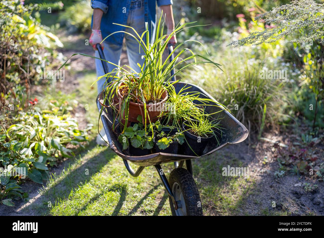 Simple potted plants hi-res stock photography and images - Alamy