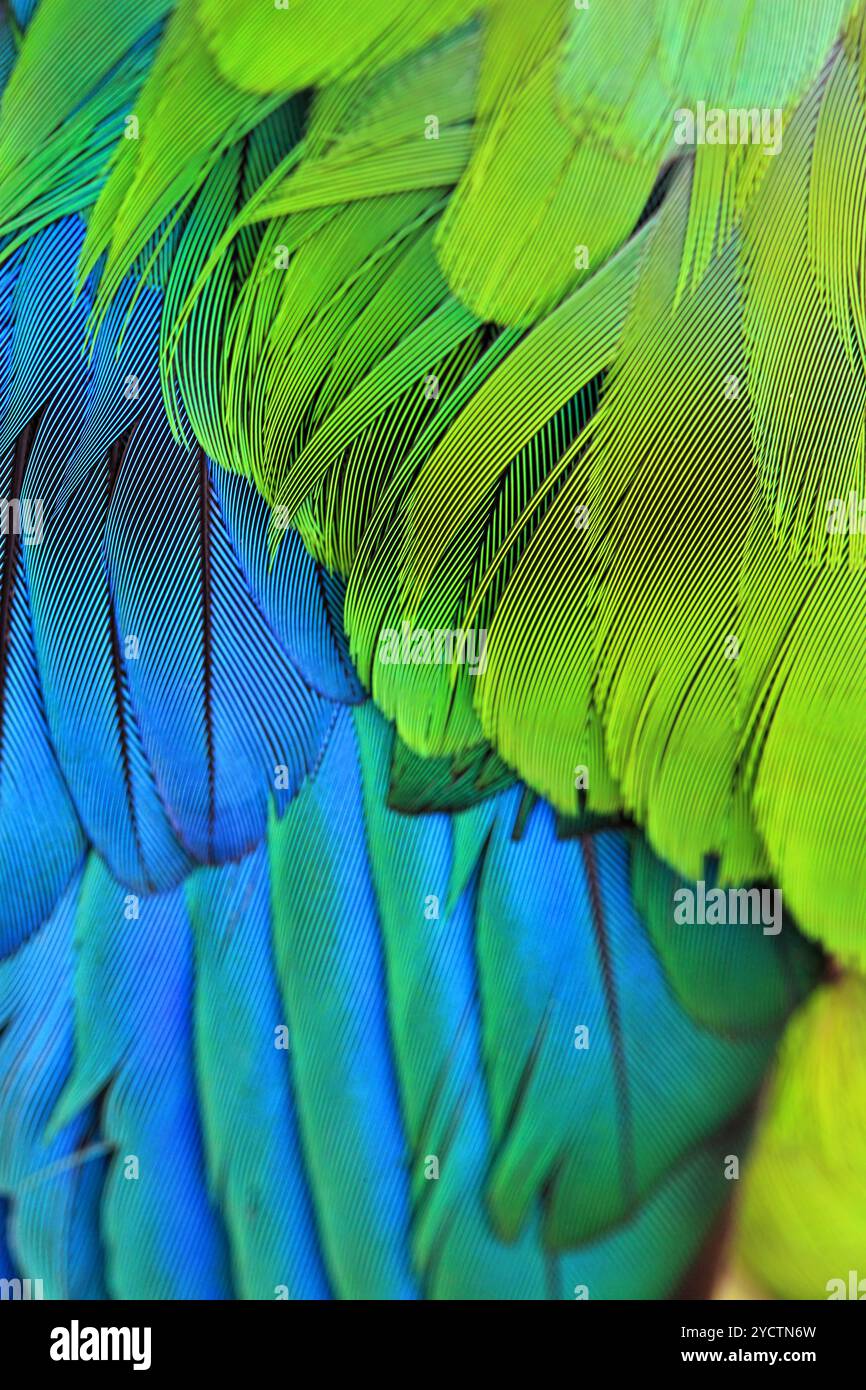 Bird Plumage feathers Stock Photo