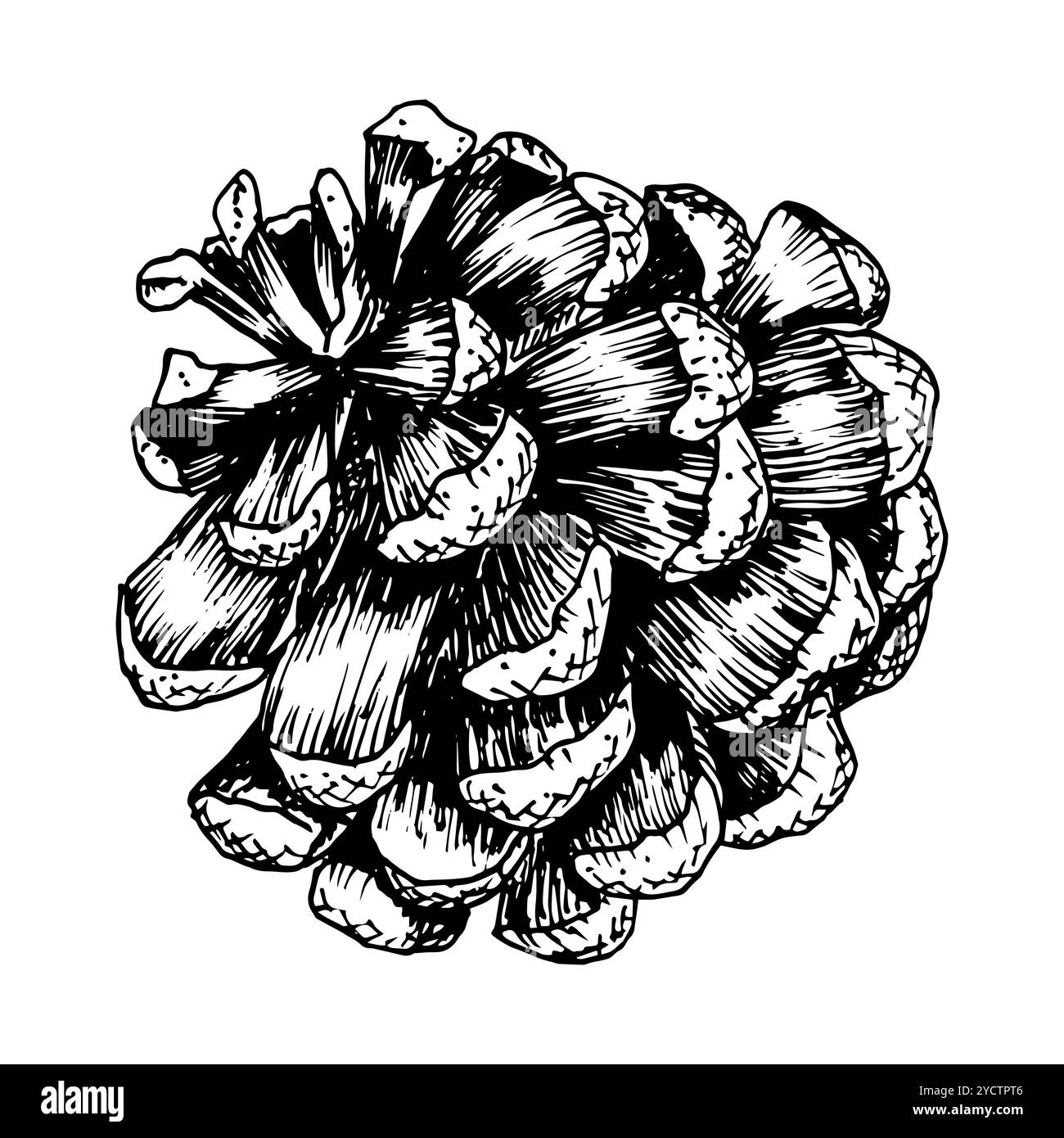 Pine, fir, cedar cone, spruce apple. Vector illustration, hand drawn with ink. Element of coniferous, evergreen forest tree. Decorative clipart for Stock Vector