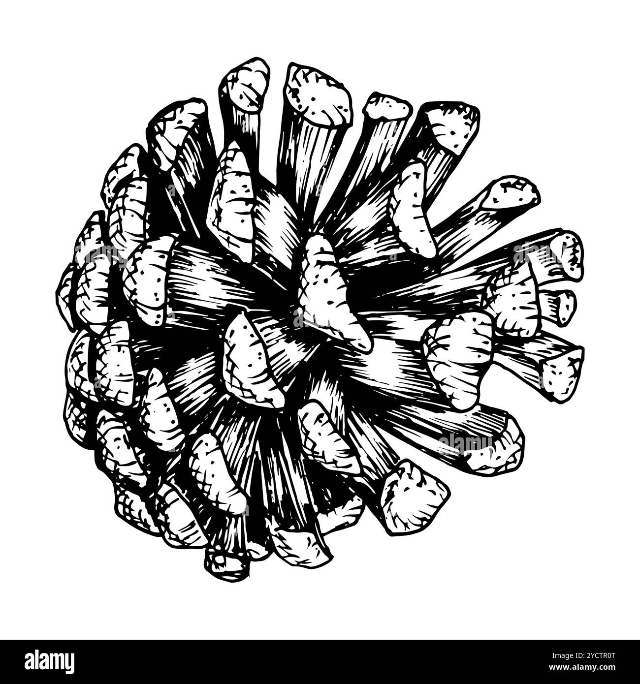 Pine, fir, cedar cone, spruce apple. Vector illustration, hand drawn with ink. Element of coniferous, evergreen forest tree. Decorative clipart for Stock Vector