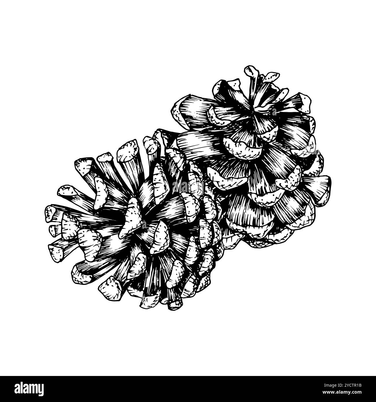 Pine, fir, cedar cone, spruce apple. Vector illustration, hand drawn with ink. Element of coniferous, evergreen forest tree. Decorative clipart for Stock Vector