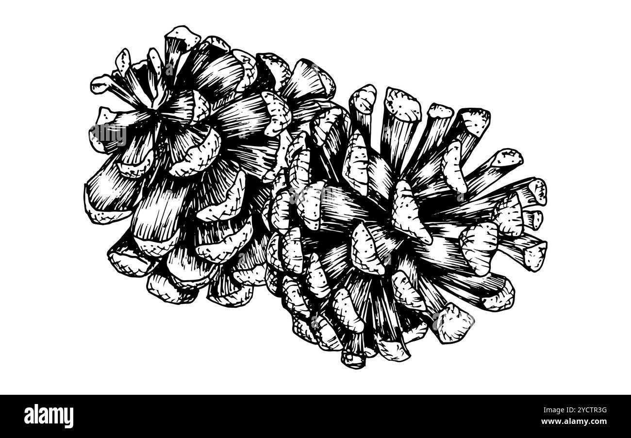Pine, fir, cedar cone, spruce apple. Vector illustration, hand drawn with ink. Element of coniferous, evergreen forest tree. Decorative clipart for Stock Vector
