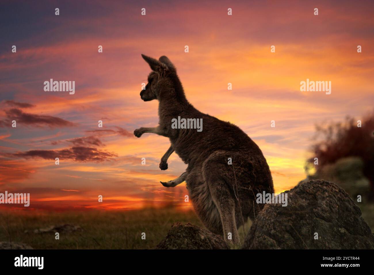 kangaroo leather turf shoes