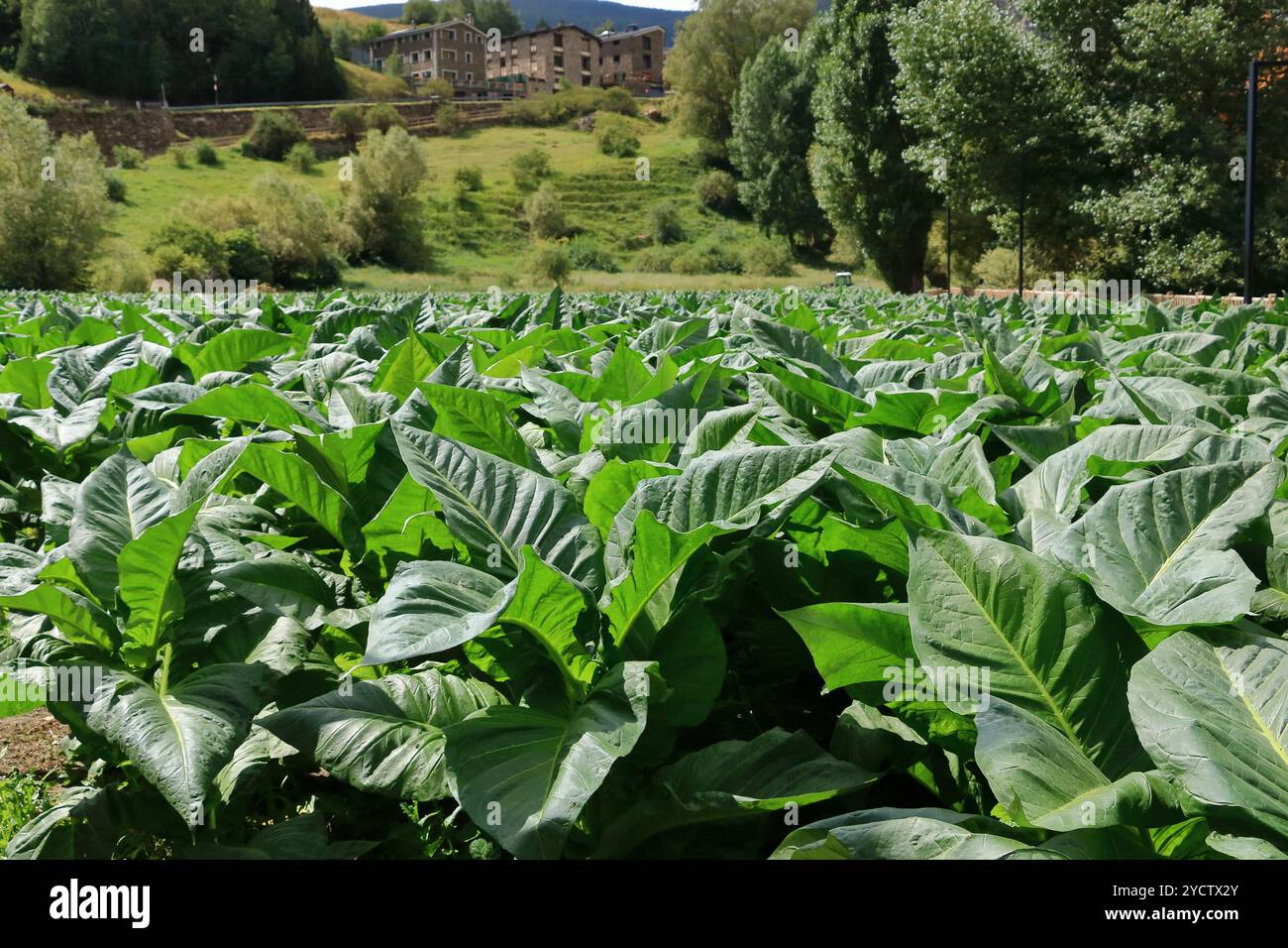 Andorra tobacco plantation hi-res stock photography and images