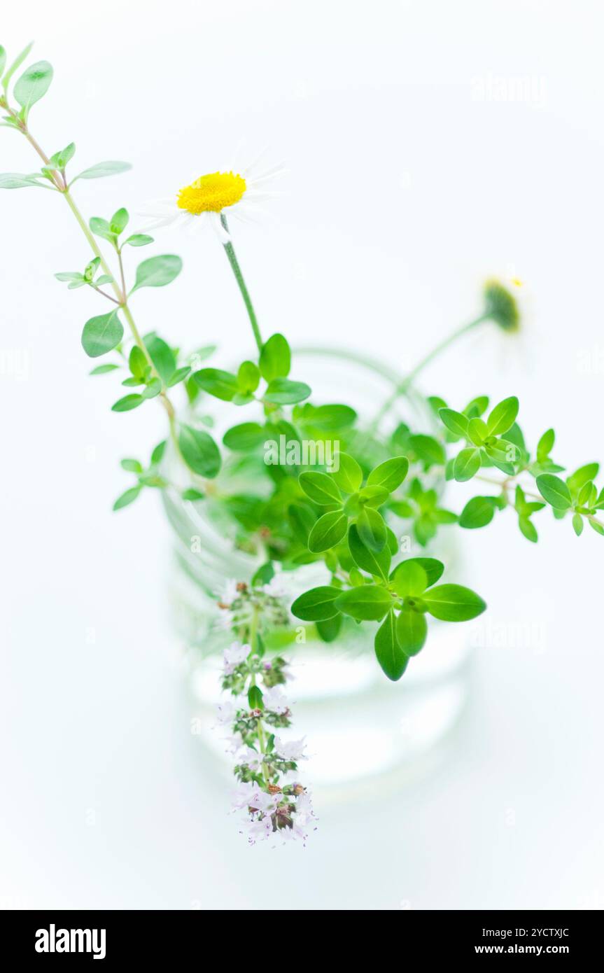 Image of herb hi-res stock photography and images - Alamy