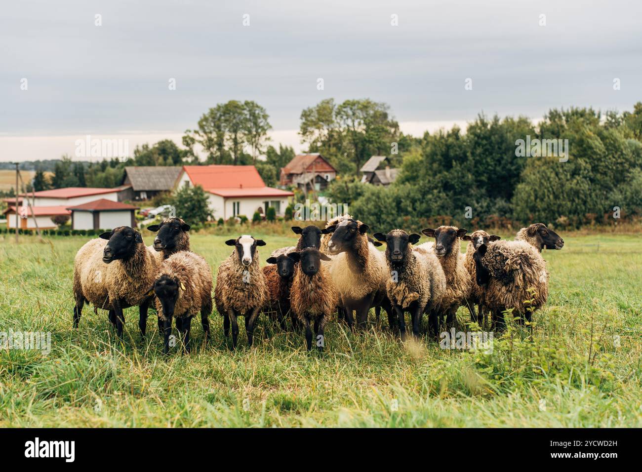 flock of sheep in a green field with rural backdrop Stock Photo - Alamy