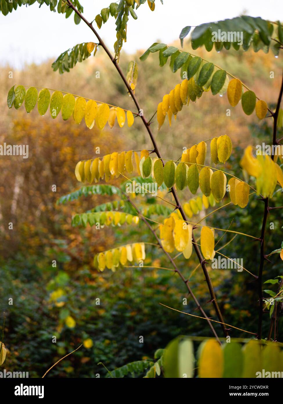 wet golden leafs on tree Stock Photo