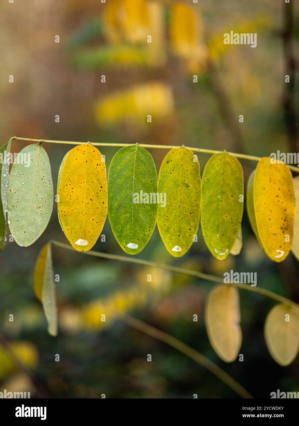 waterdrops on autumn leafs Stock Photo