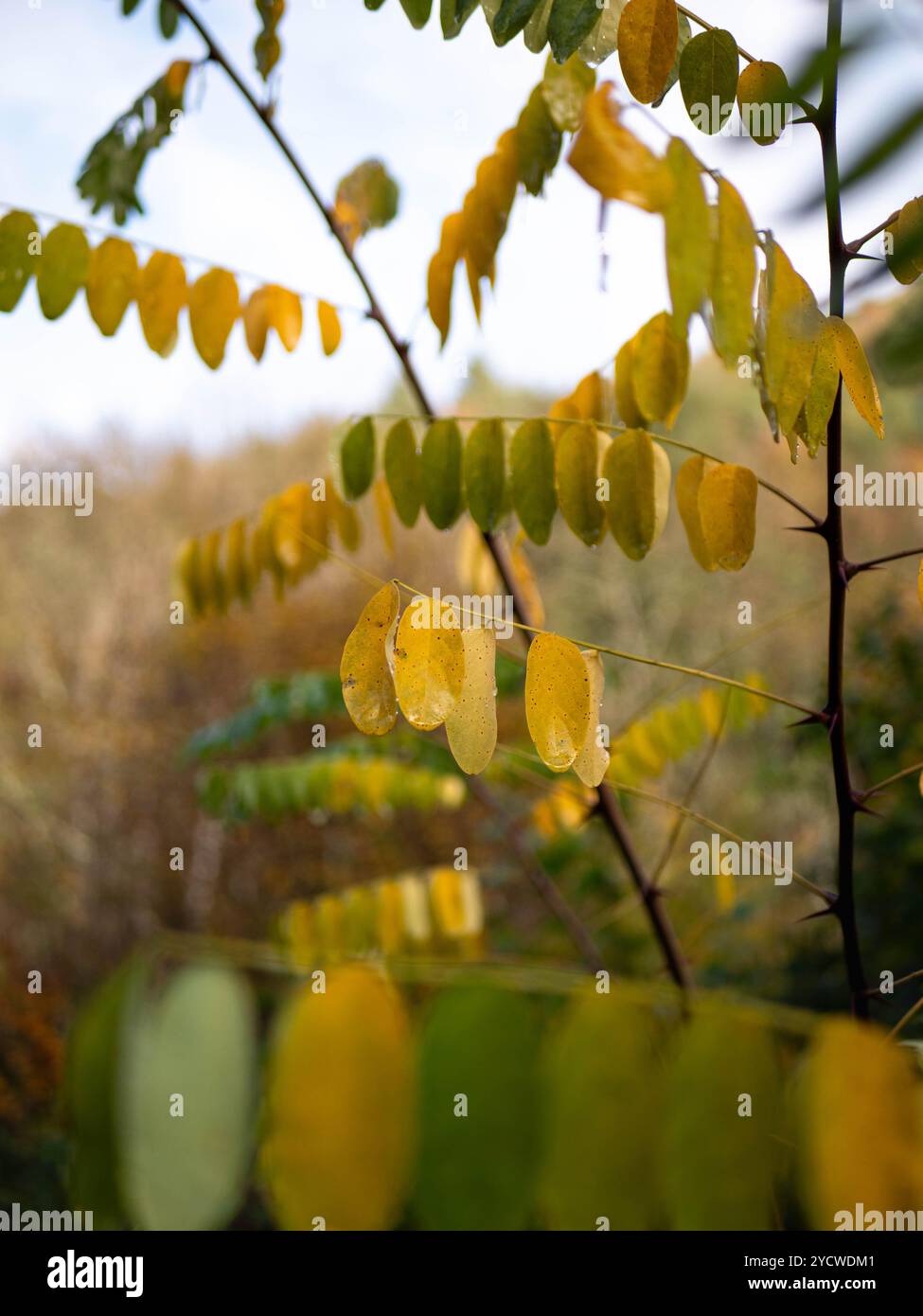 waterdrops on autumn leafs Stock Photo