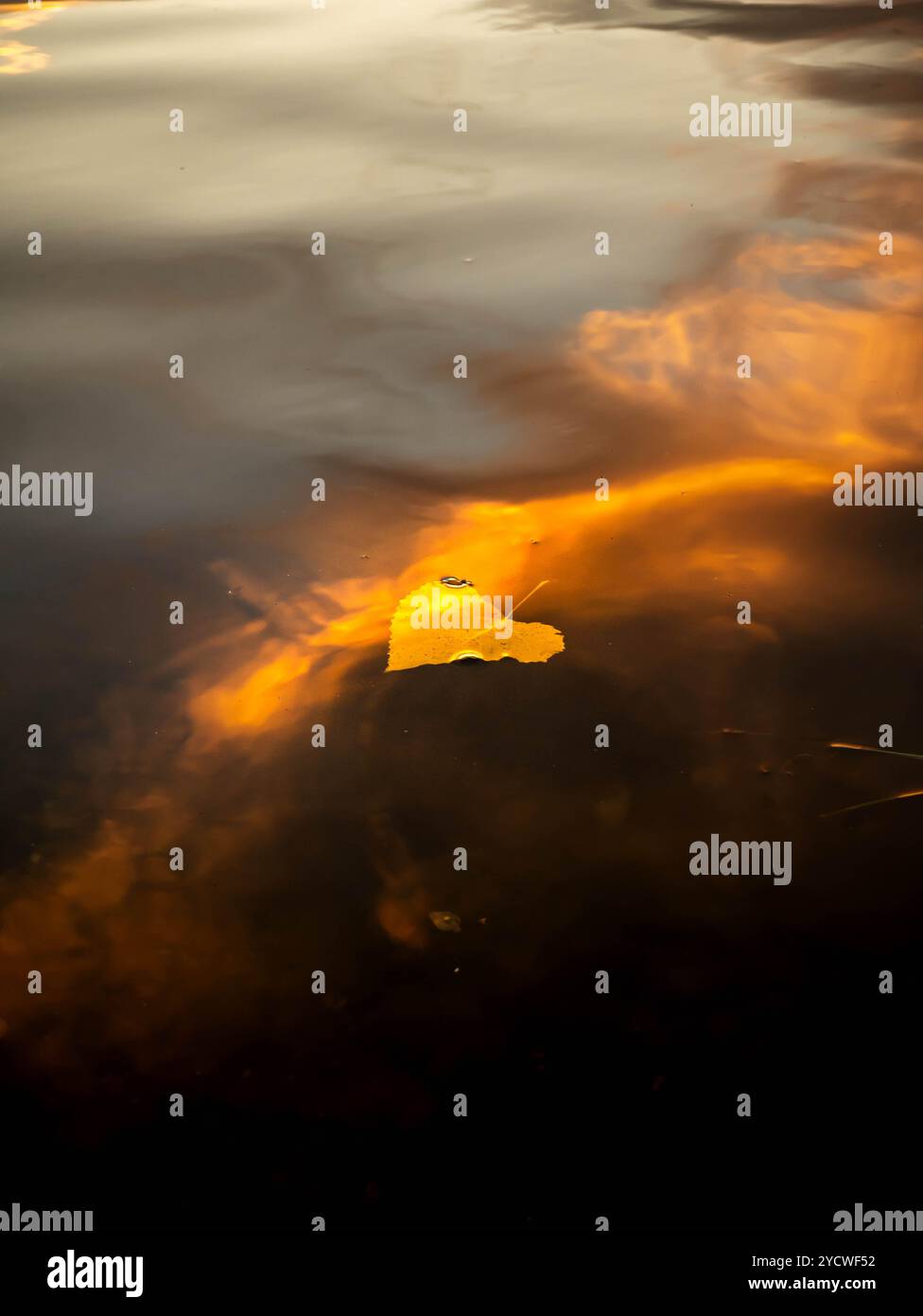 Orange autumn leaves floating abstract hi-res stock photography and ...