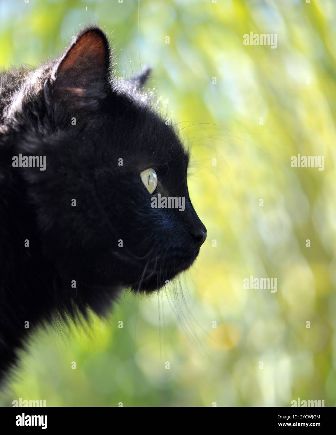 Beautiful black cat close up hi-res stock photography and images - Alamy