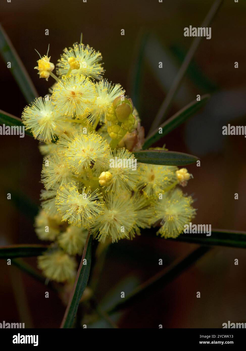 Yellow wattle flowers, Australian native spring flowers growing wild in the bush. Macro photo with blurred background Stock Photo