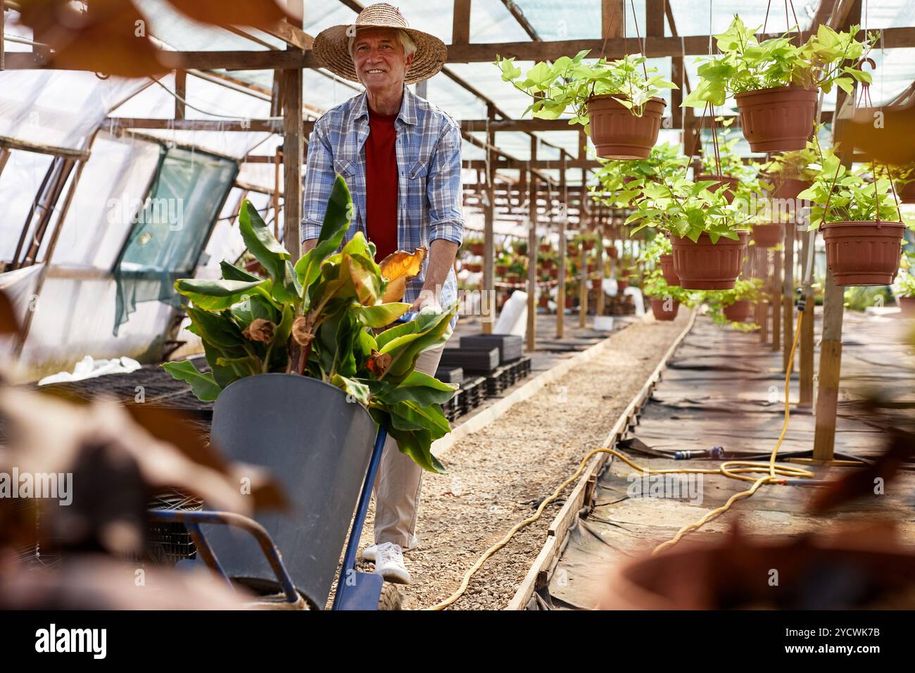 Wheelbarrow filled plants in hi-res stock photography and images - Alamy