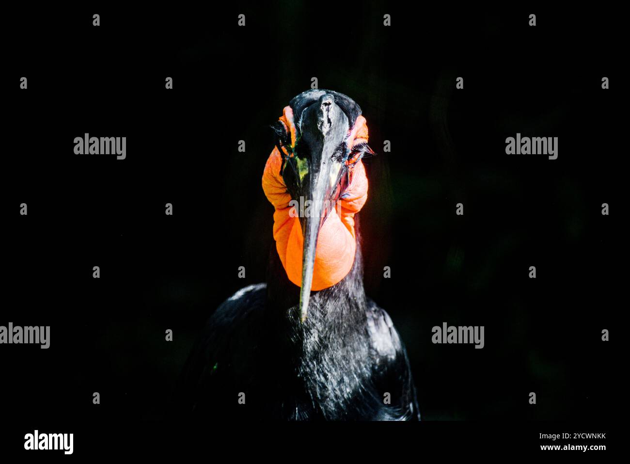 ABYSSINIAN GROUND HORNBILL  ( Bucorvus abyssinicus) -  Uganda Wildlife Education Centre - Entebbe Stock Photo