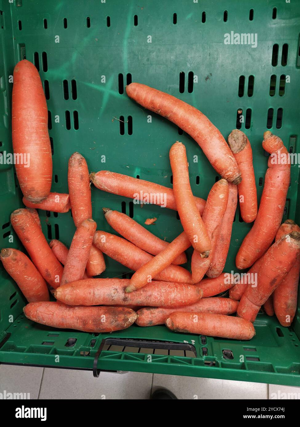 A collection of rotten carrots displaying mold inside a green produce ...