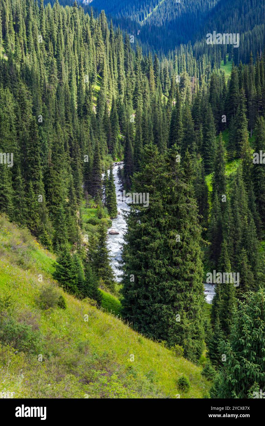 Sunlight in spruce forest hi-res stock photography and images - Alamy