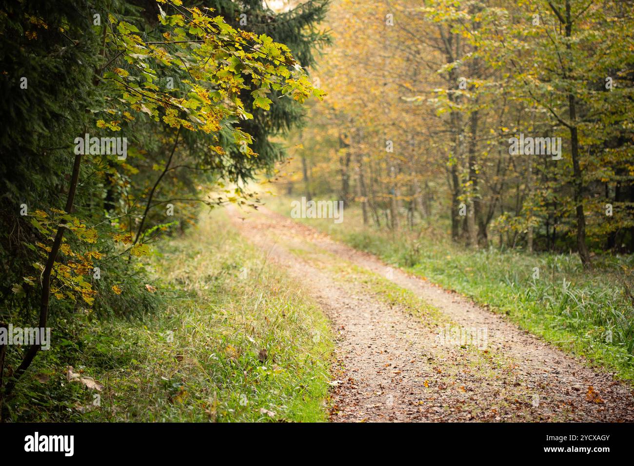 Path Between Tree Pathway between yellow trees hi-res stock photography and images - Alamy