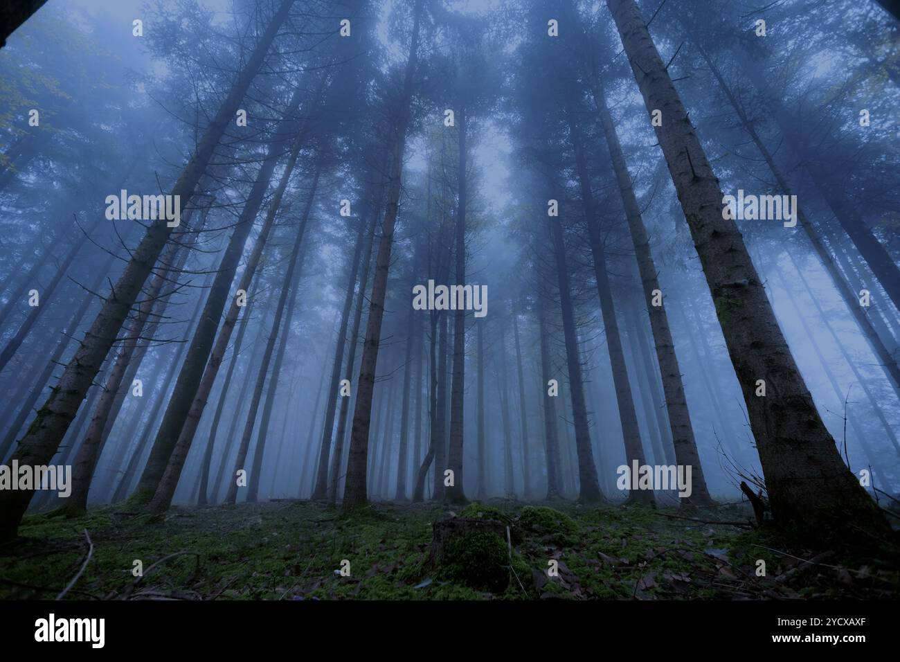 Dark creepy foggy forest hi-res stock photography and images - Alamy