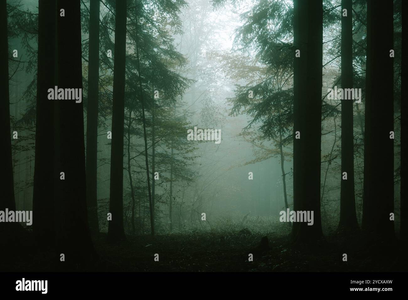 Dark creepy foggy forest hi-res stock photography and images - Alamy