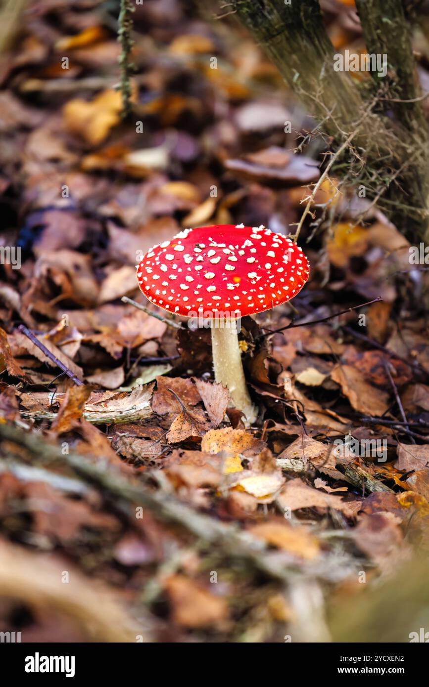 Red fruiting body with white spots of a fly agaric (Amanita muscaria) toadstool growing in undergrowth at Frensham Little Pond, Surrey in autumn Stock Photo
