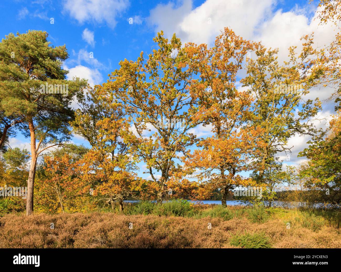 Landscape of lakeside heathland with oak (Quercus robur) and pine trees at Frensham Little Pond, Waverley, Surrey, south-east England in autumn Stock Photo