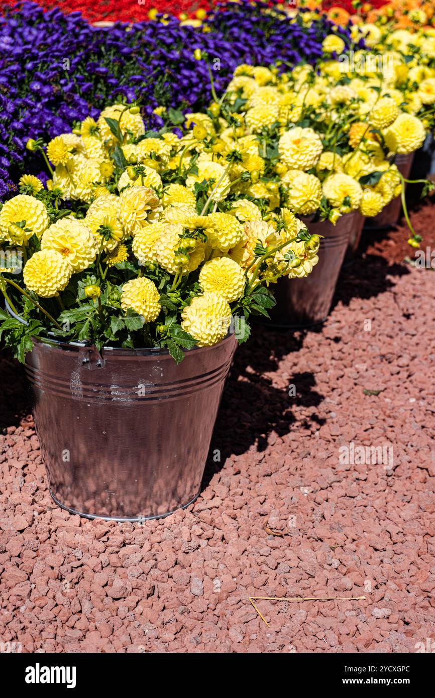 Various dahlias showcases hi-res stock photography and images - Alamy