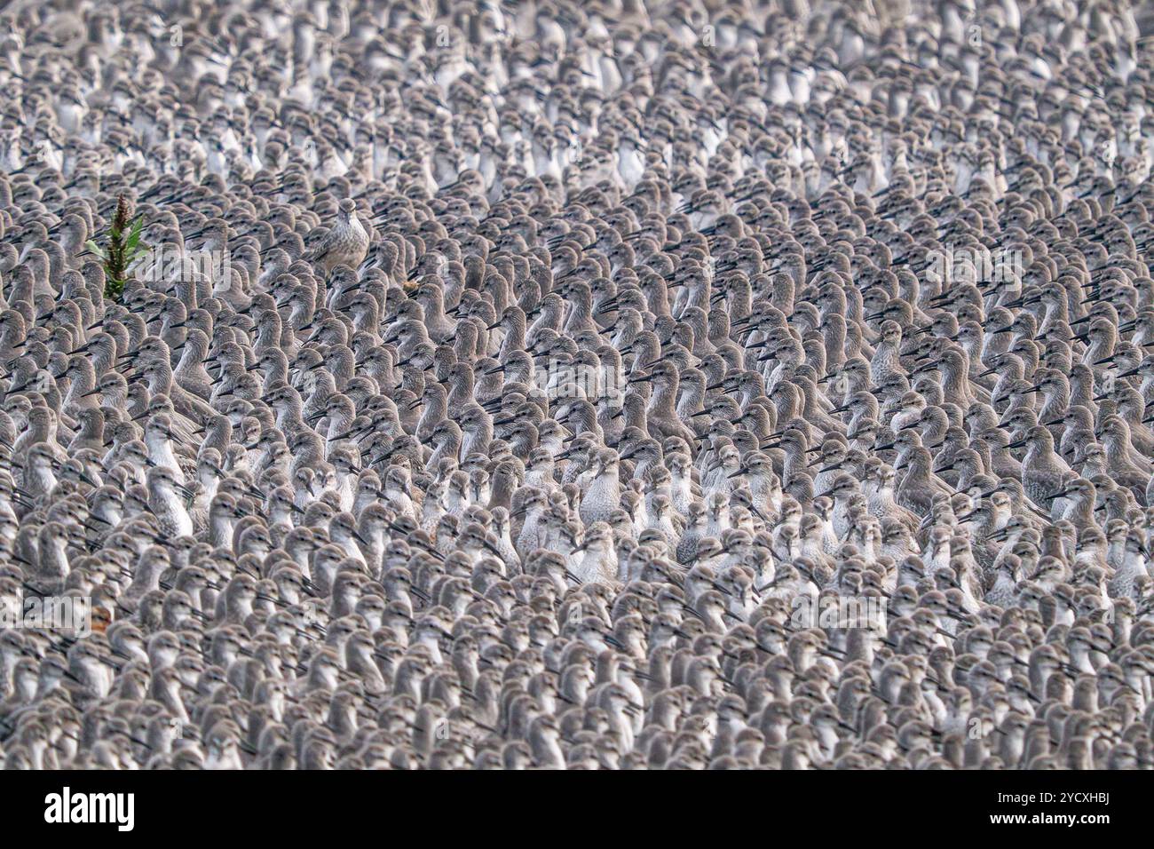 Thousands of sandpipers densely gathered at Great Plover, creating a mesmerizing pattern with their grey and white plumage. Stock Photo