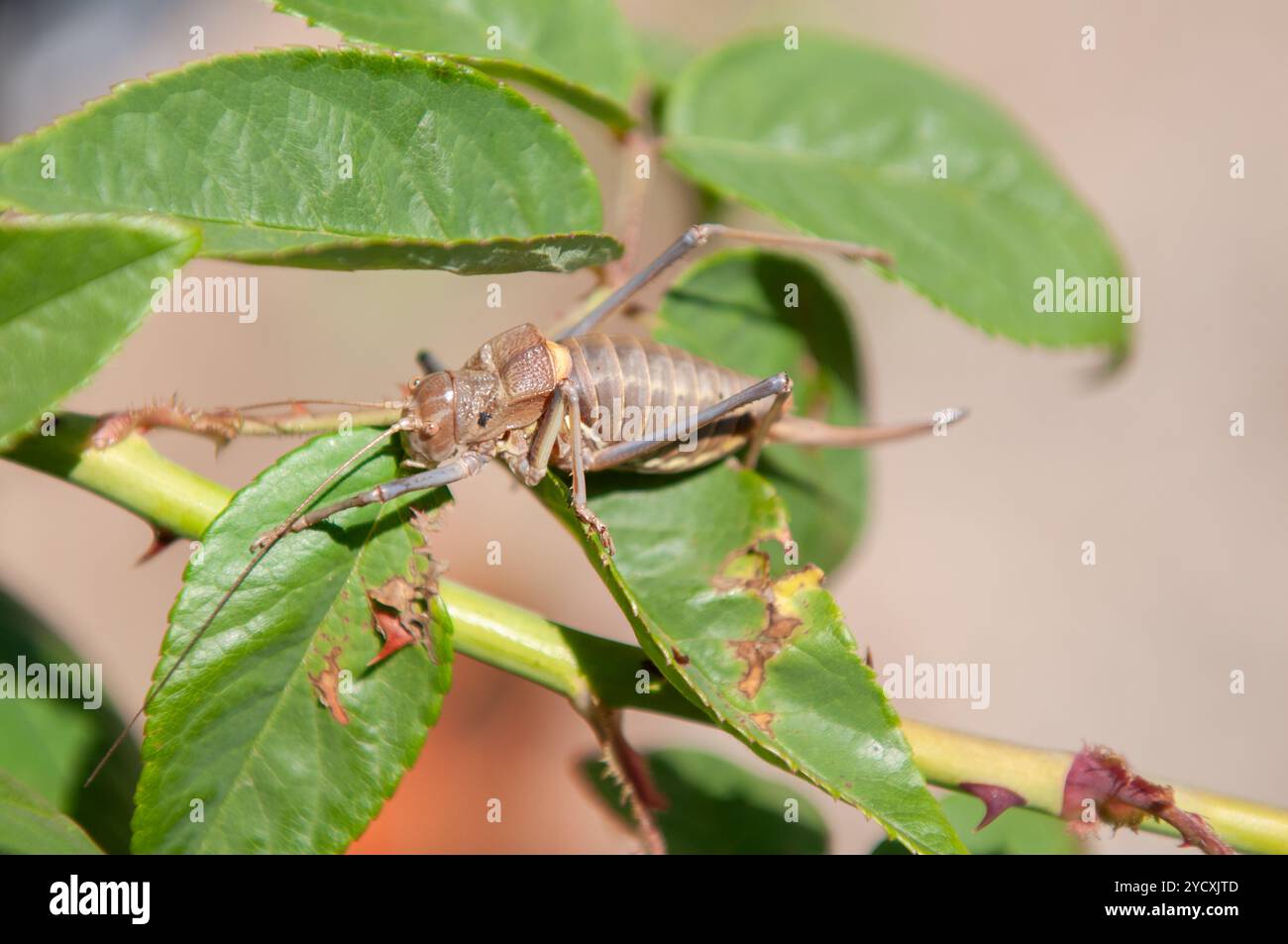 A detailed macro shot captures a mountain cicada perched delicately on ...