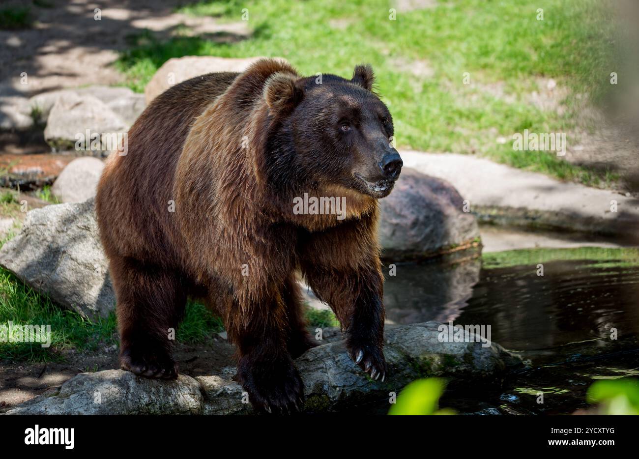 Baby brown bear ursus hi-res stock photography and images - Alamy