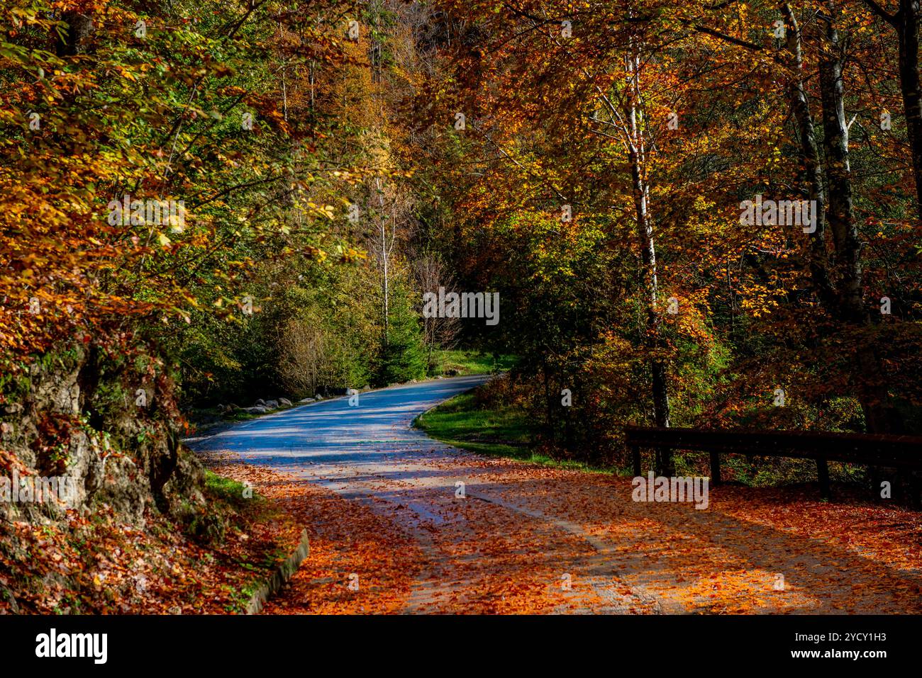 Road in middle forest hi-res stock photography and images - Alamy
