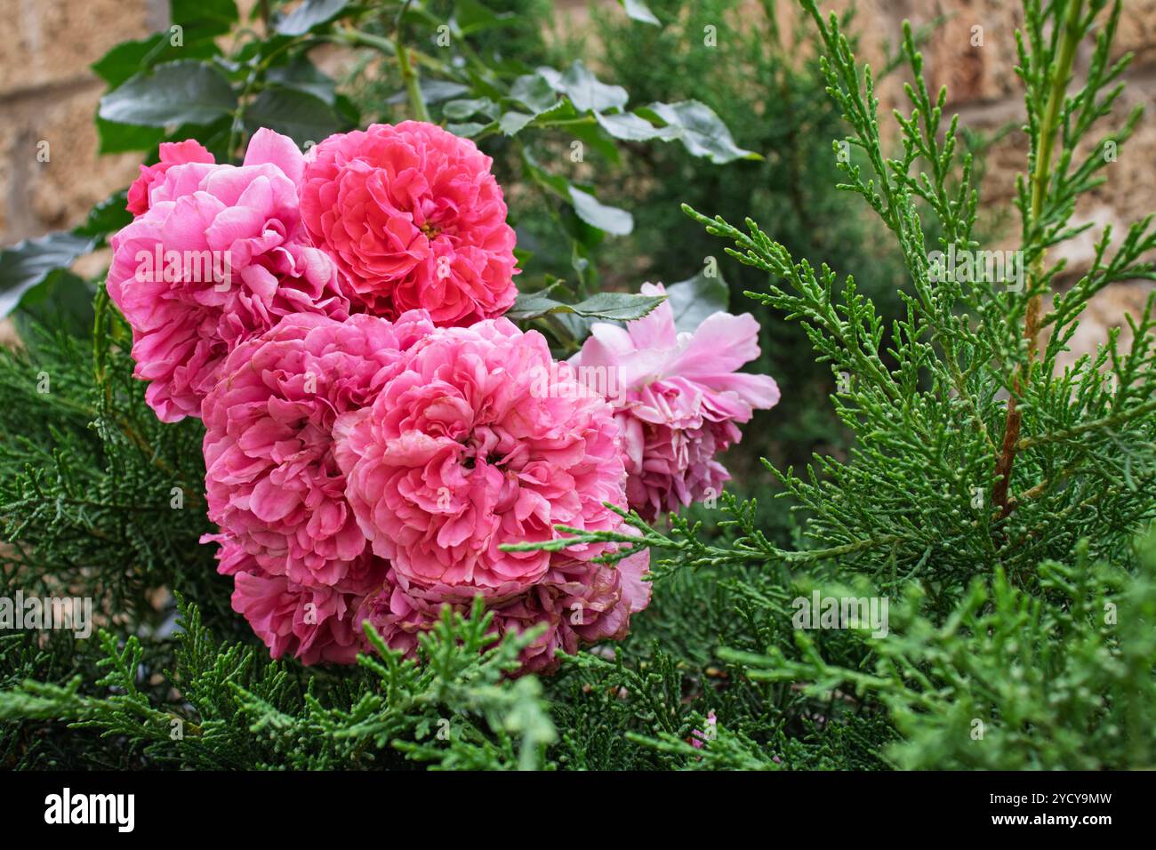 Dense growth arrangement hi-res stock photography and images - Alamy