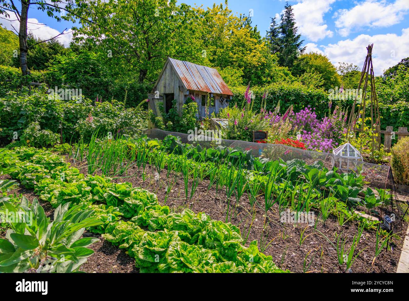 A demonstration allotment garden complete with wooden shed in the ...