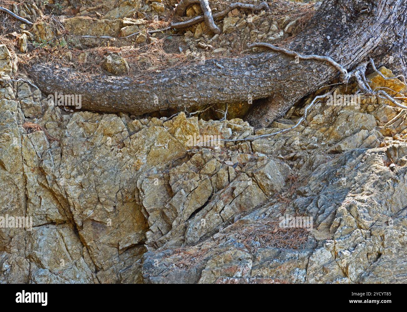 The root of a big old tree grew into the rock Stock Photo - Alamy