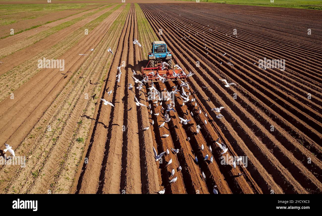 Agricultural work on a tractor farmer sows grain. Hungry birds are flying behind the tractor, and eat grain from the arable land Stock Photo