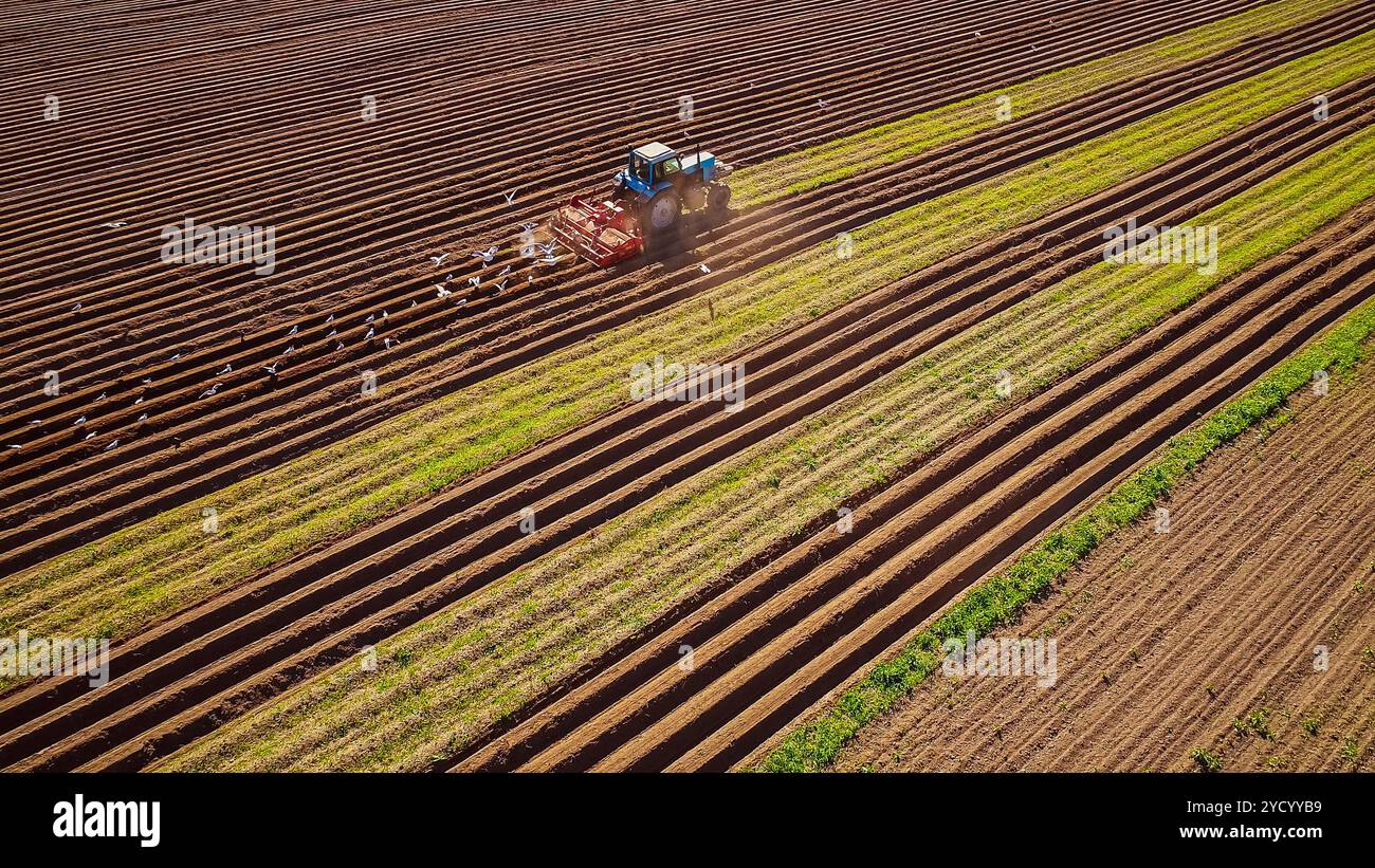 Agricultural work on a tractor farmer sows grain. Hungry birds are flying behind the tractor, and eat grain from the arable land Stock Photo