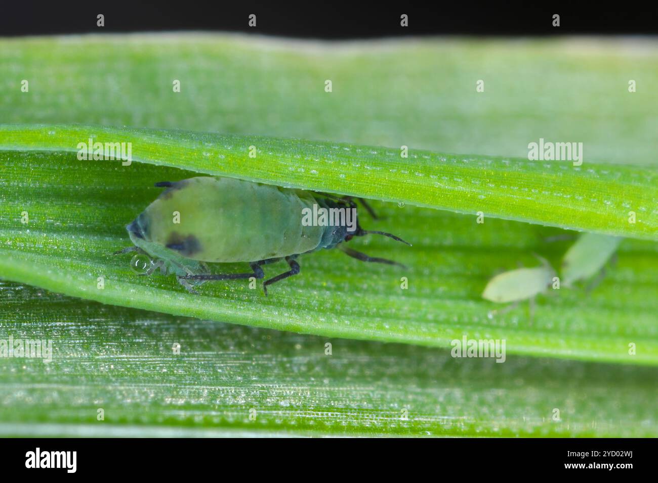 Oat aphids also called Bird cherry aphid, Rhopalosiphum padi, Adult ...