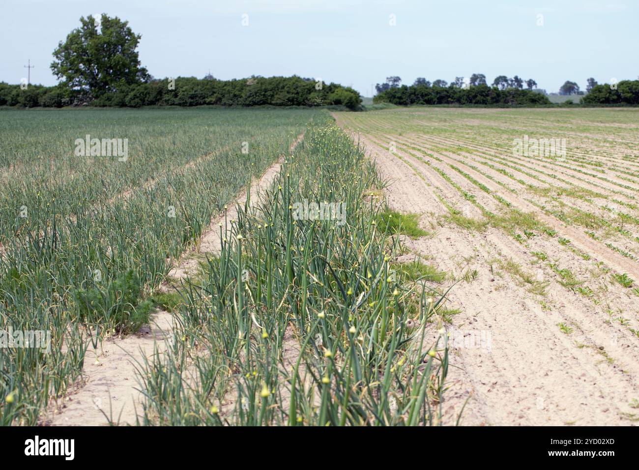 Onion plantation flowering in hi-res stock photography and images - Alamy