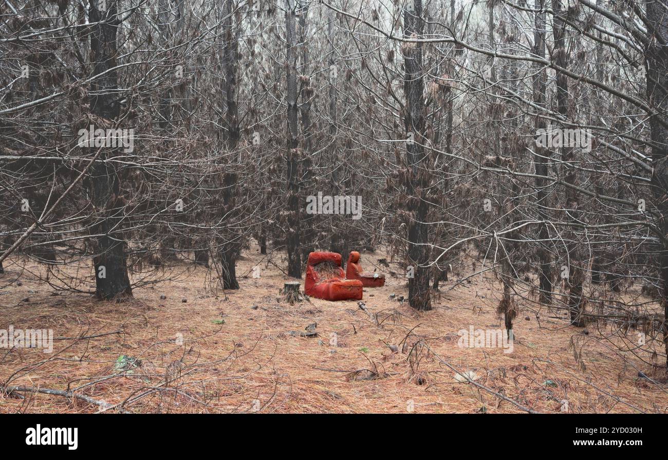 Old dilapidated chair in wintry pine forest Stock Photo