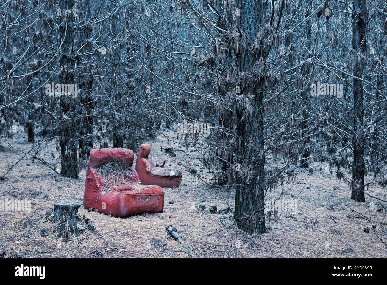 Abandoned red chair in the wintry pine forest Stock Photo