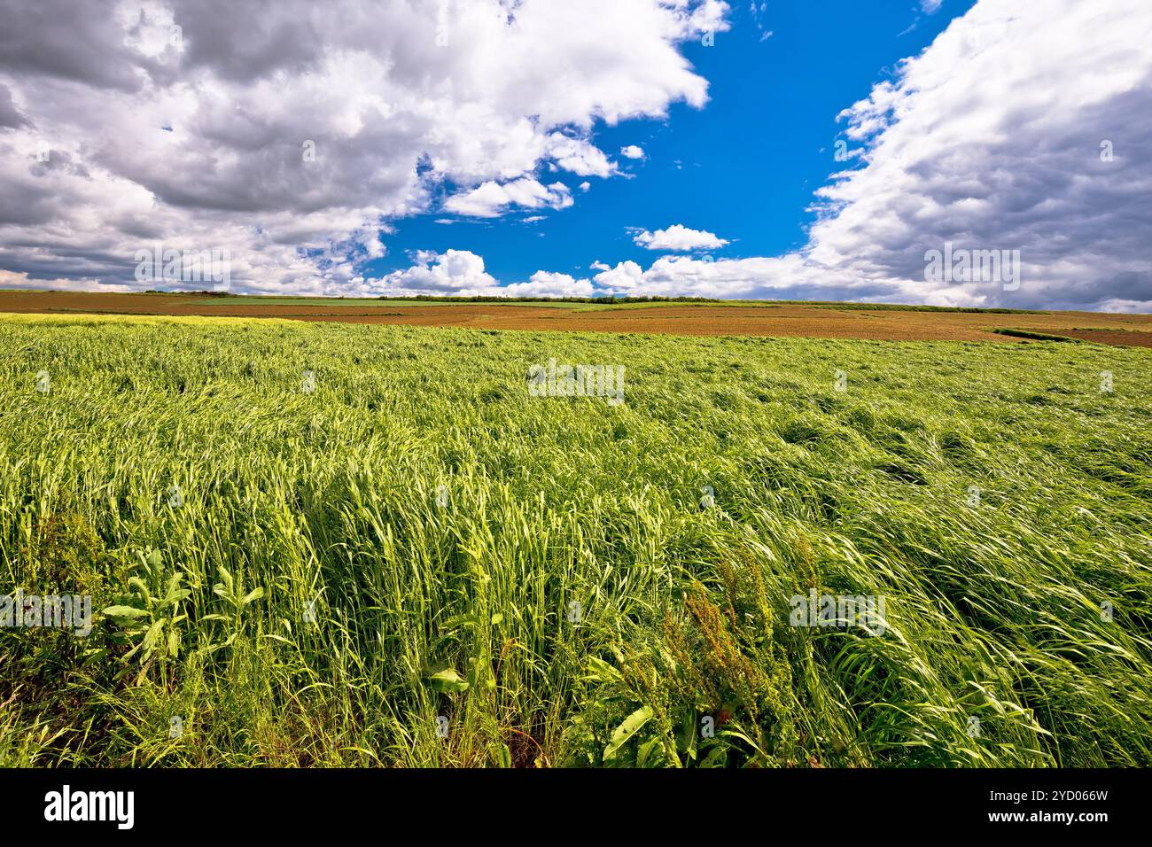 Fields under sky green wheat hires stock photography and images Alamy