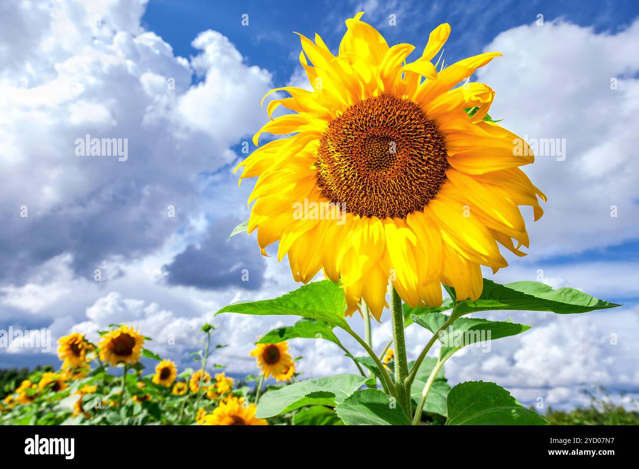 Beautiful yellow sunflowers against the blue sky Stock Photo - Alamy