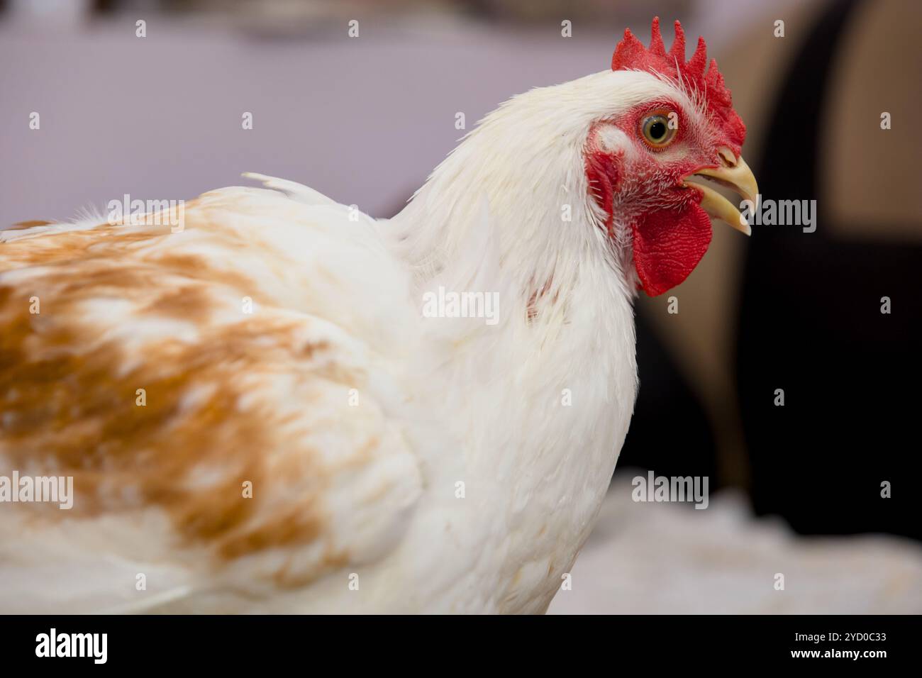 Gaze capture hi-res stock photography and images - Alamy