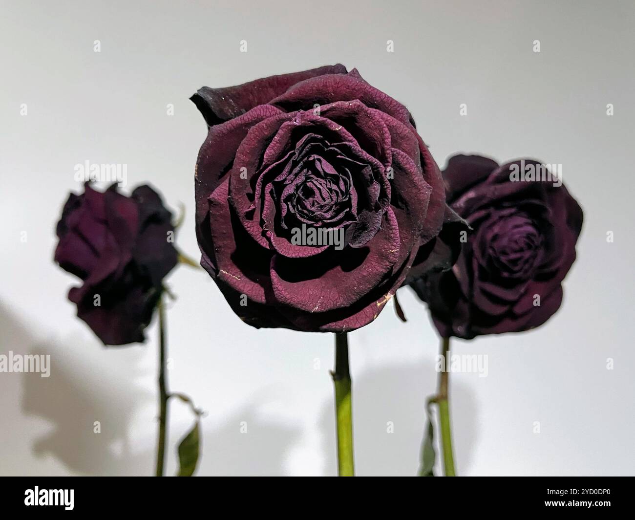 With their deep crimson hues and withered petals, these dried roses embody a haunting beauty, evoking eerie memories of forgotten love and Halloween's - Smartphone Captured Stock Image