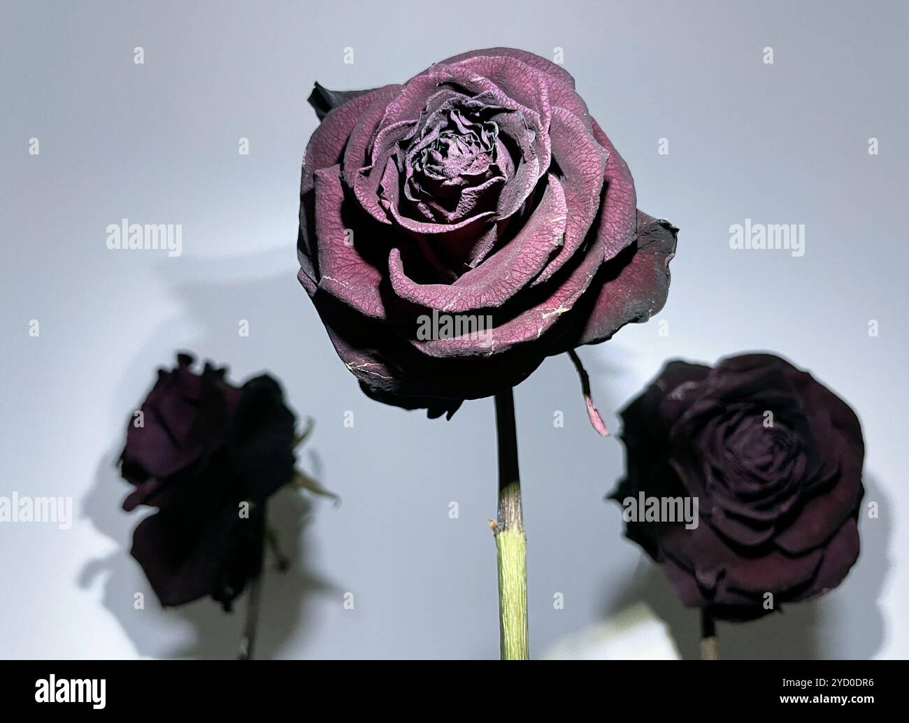 With their deep crimson hues and withered petals, these dried roses embody a haunting beauty, evoking eerie memories of forgotten love and Halloween's - Smartphone Captured Stock Image