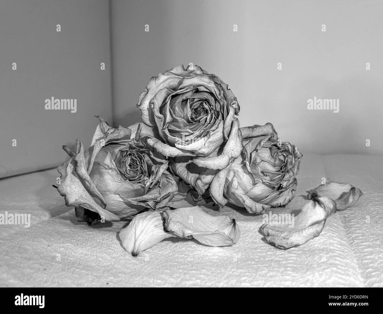 Three dried roses with scattered petals evoke a haunting sense of decay and forgotten beauty, perfect for a Halloween-inspired atmosphere - Smartphone Captured Stock Image