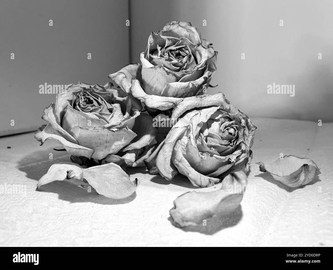Three dried roses with scattered petals evoke a haunting sense of decay and forgotten beauty, perfect for a Halloween-inspired atmosphere - Smartphone Captured Stock Image