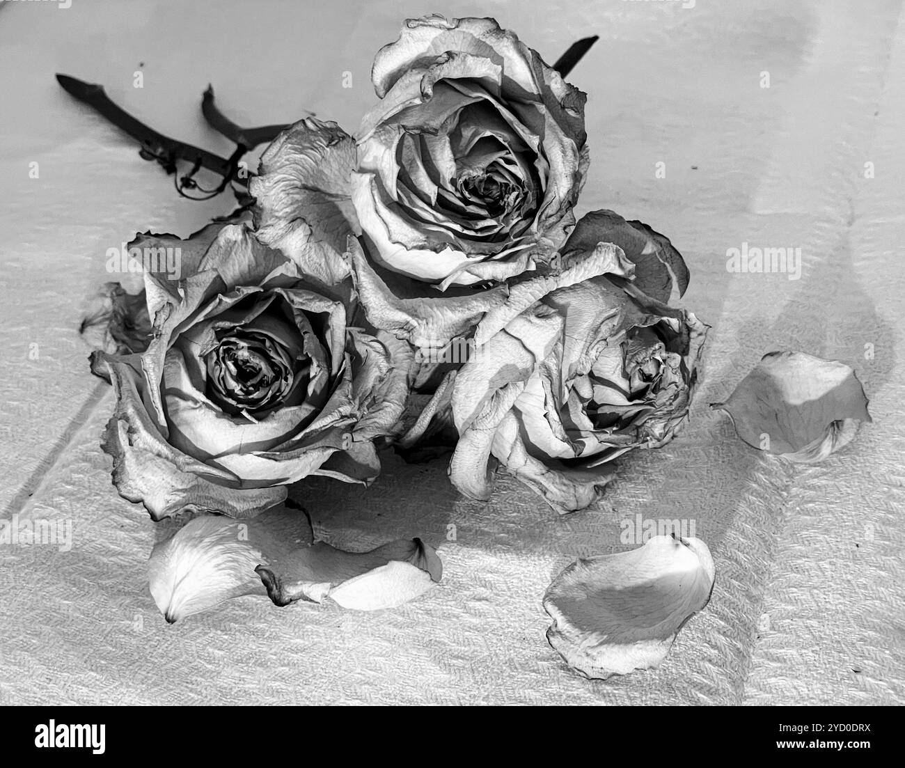 Three dried roses with scattered petals evoke a haunting sense of decay and forgotten beauty, perfect for a Halloween-inspired atmosphere - Smartphone Captured Stock Image