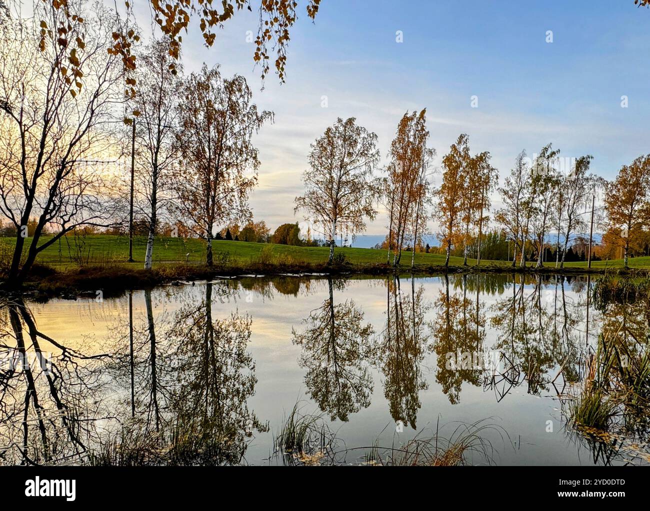 Autumn trees cast a haunting reflection over a serene pond, capturing nature’s eerie beauty - Smartphone Captured Stock Image