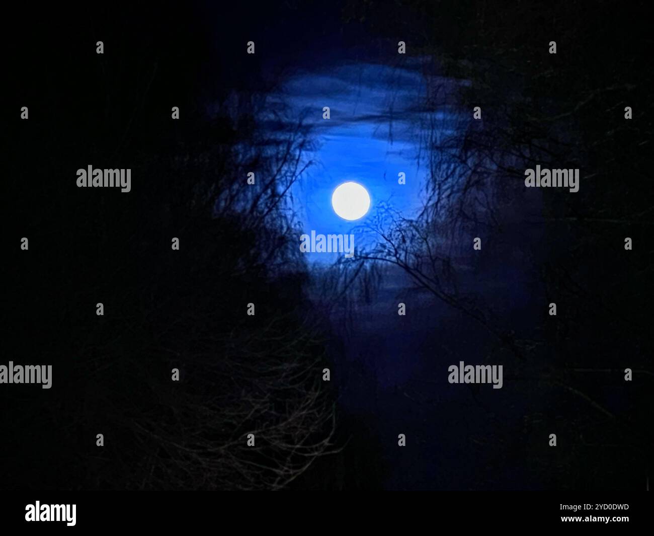 The full moon shines through barren tree branches, creating a spooky and supernatural night scene - Smartphone Captured Stock Image