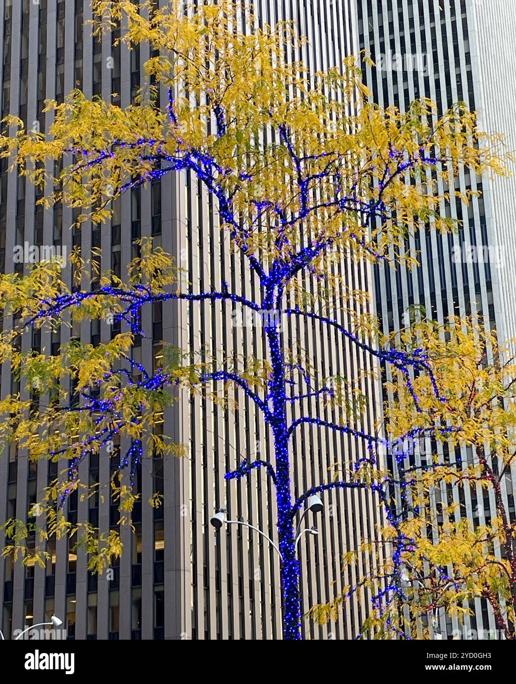 A Brightly Lit Tree at Fox Corner Highlights the Fall Season, NYC, USA, 2024 - Smartphone Captured Stock Image